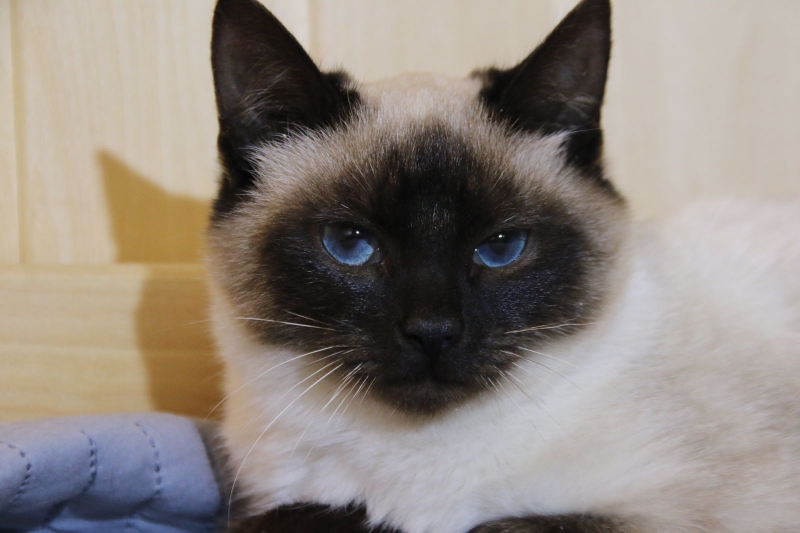 ���������� ������� ��� �����-����� � ���